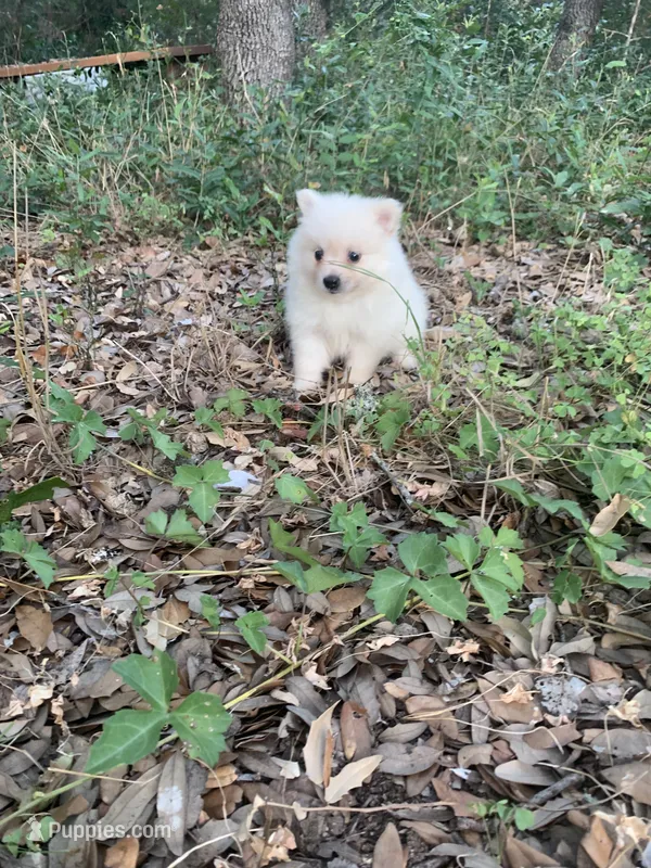 Polar bear  – Pomeranian puppy for sale in San Antonio, TX