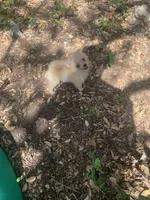 Biscuit , a male Pomeranian for sale in San Antonio, TX – 2 of 2