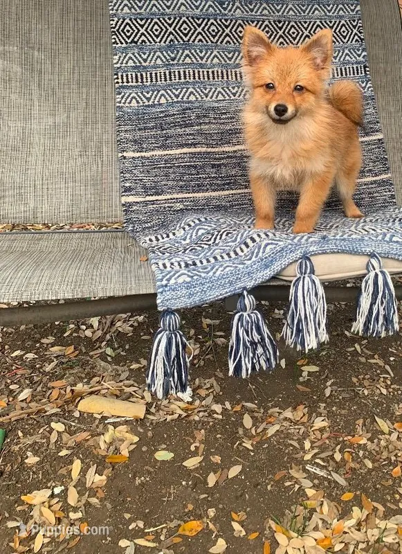 Rusty   – Pomeranian puppy for sale in San Antonio, TX