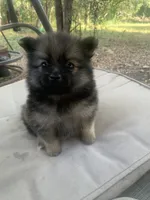 Luna, a female Pomeranian for sale in San Antonio, TX – 1 of 1
