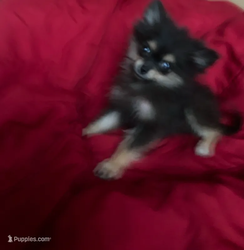 Coffee  – Pomeranian puppy for sale in San Antonio, TX
