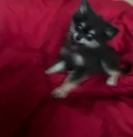 Coffee , a female Pomeranian for sale in San Antonio, TX – 1 of 1