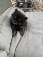 Cutie , a female Pomeranian for sale in San Antonio, TX – 1 of 1