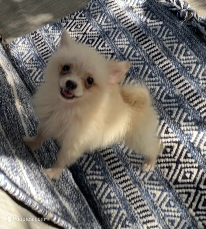 Biscuit  – Pomeranian puppy for sale in San Antonio, TX
