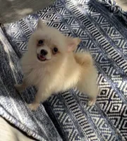 Biscuit , a male Pomeranian for sale in San Antonio, TX – 1 of 1