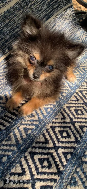 Coffee  – Pomeranian puppy for sale in San Antonio, TX