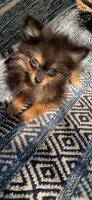 Coffee , a female Pomeranian for sale in San Antonio, TX – 1 of 1
