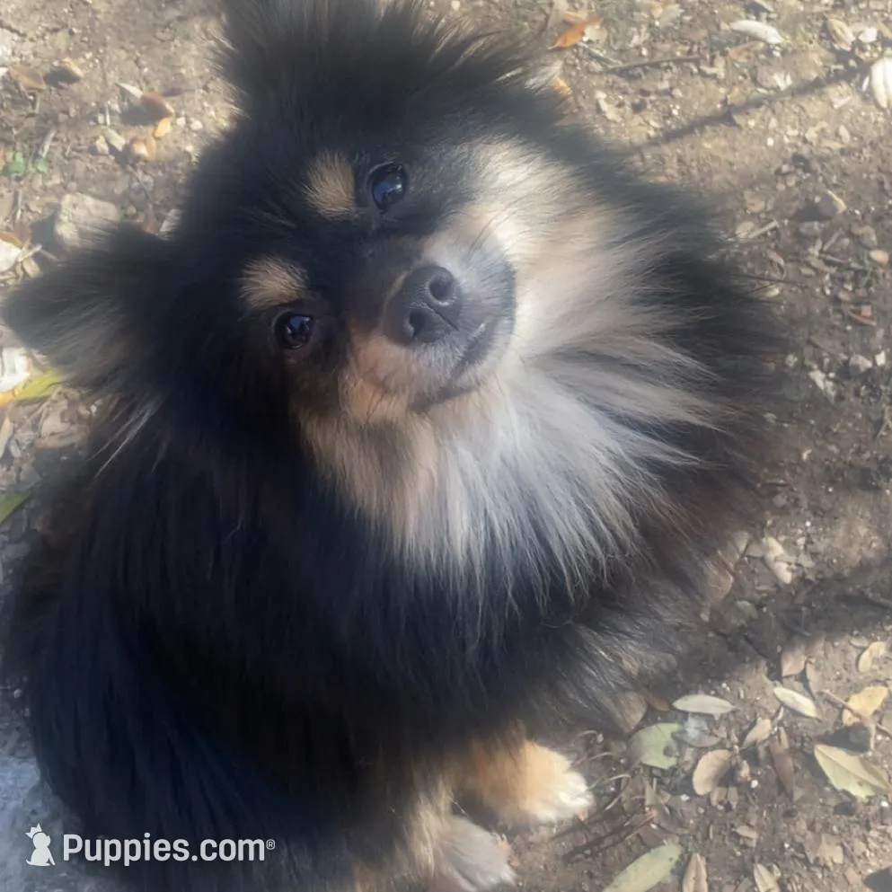 Striker – Pomeranian puppy for sale in San Antonio, TX