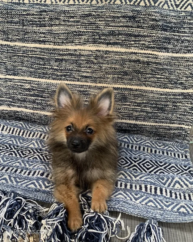Chocolate  – Pomeranian puppy for sale in San Antonio, TX