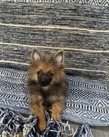 Chocolate , a male Pomeranian for sale in San Antonio, TX – 1 of 1