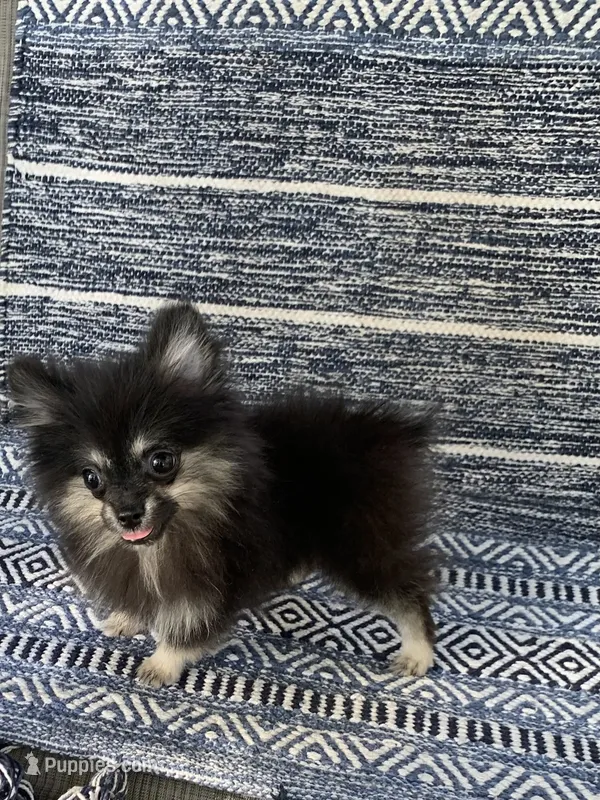 Kura – Pomeranian puppy for sale in San Antonio, TX
