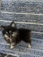 Kura, a female Pomeranian for sale in San Antonio, TX – 1 of 1