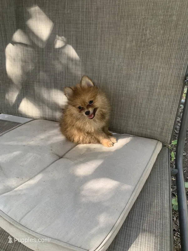 Cinnamon  – Pomeranian puppy for sale in San Antonio, TX