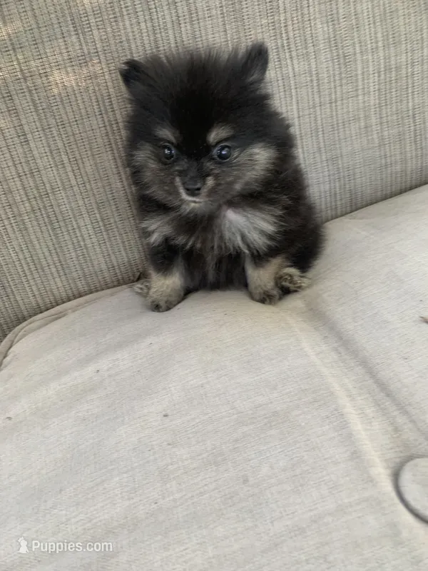 Tiney – Pomeranian puppy for sale in San Antonio, TX