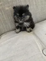 Tiney, a female Pomeranian for sale in San Antonio, TX – 1 of 1