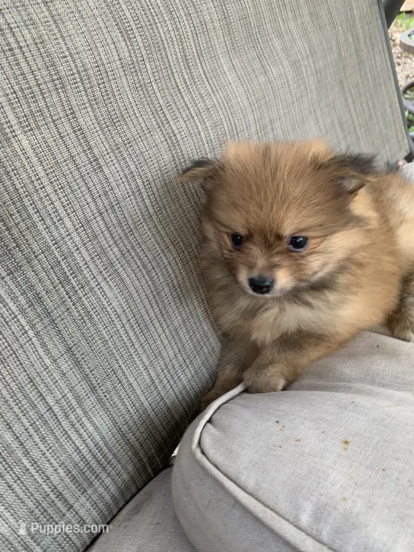 Peanut  – Pomeranian puppy for sale in San Antonio, TX
