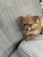 Peanut , a male Pomeranian for sale in San Antonio, TX – 1 of 1