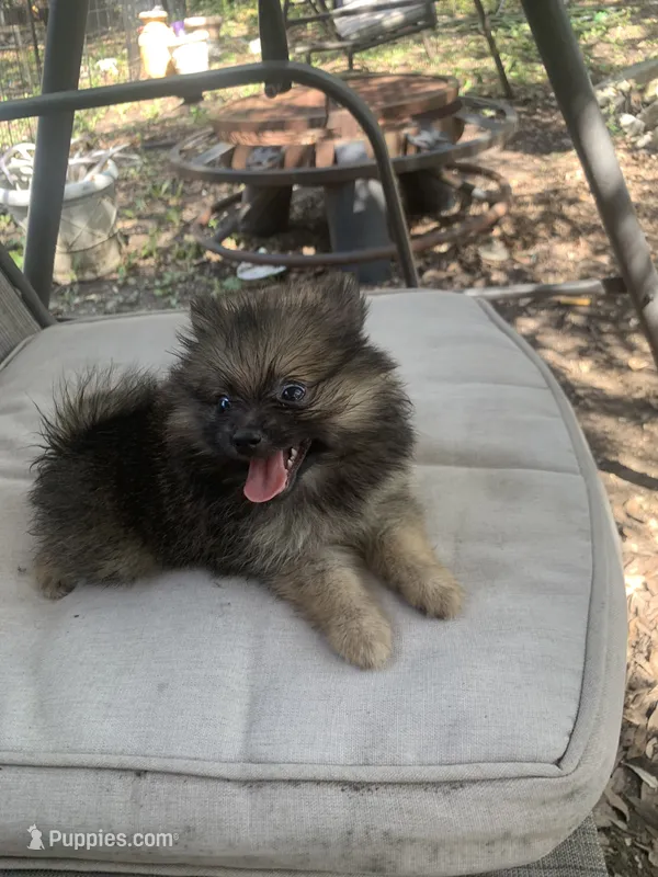 Baby wolf – Pomeranian puppy for sale in San Antonio, TX