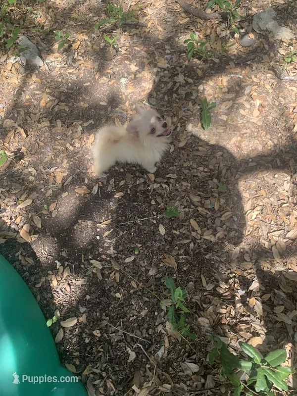 Biscuit  – Pomeranian puppy for sale in San Antonio, TX