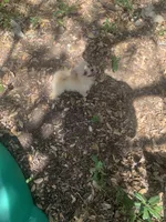 Biscuit , a male Pomeranian for sale in San Antonio, TX – 1 of 2