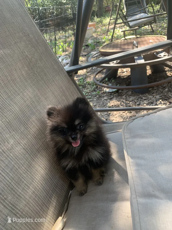Cocoa – Pomeranian puppy for sale in San Antonio, TX