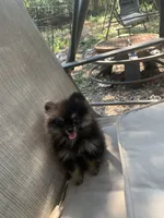 Cocoa, a female Pomeranian for sale in San Antonio, TX – 1 of 1