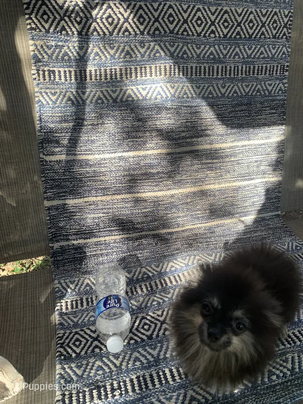 Kura – Pomeranian puppy for sale in San Antonio, TX