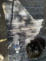 Kura, a female Pomeranian for sale in San Antonio, TX – 1 of 1
