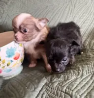 Tiny Reesie, a male Pomchi for sale in Shawnee, OK – Photo 3 of 3