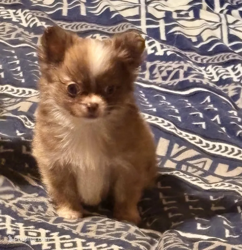 Tiny Reesie – Pomchi puppy for sale in Shawnee, OK