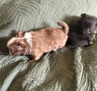 Tiny Reesie, a male Pomchi for sale in Shawnee, OK – Photo 2 of 3