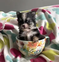 processed/467ef6cc-e17c-4c23-a2b8-4b03d88e4633/listing/0986f81f-4199-428d-a585-c5dd0e3bdad6/0d720c7a-6c59-4c1e-979a-8337e36c5e64