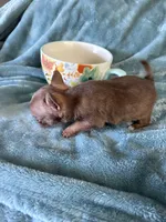 Teenie Baby, a female Chihuahua for sale in Talihina, OK – 3 of 4