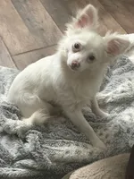 Lil Prince, a male Pomchi for sale in Talihina, OK – 1 of 3