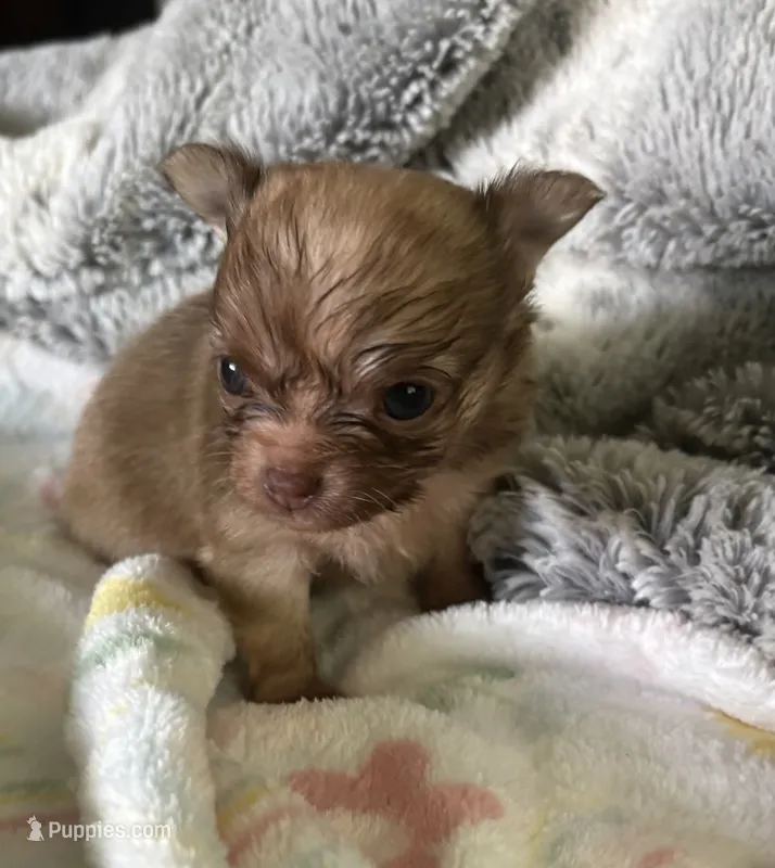 Sweet Lovie – Chihuahua puppy for sale in Talihina, OK
