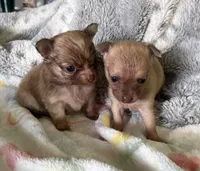 Sweet Lovie, a female Chihuahua for sale in Talihina, OK – 3 of 3