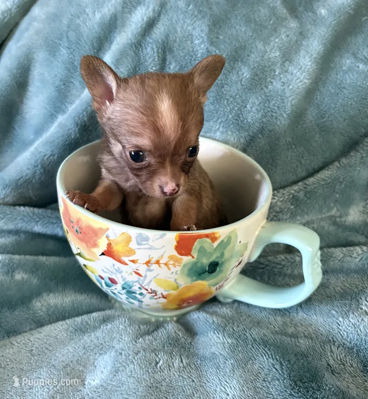 Teenie Baby – Chihuahua puppy for sale in Talihina, OK