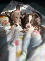 Poppie, a female Pomchi for sale in Talihina, OK – 3 of 3