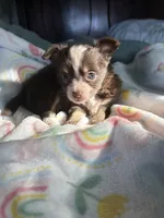 Poppie, a female Pomchi for sale in Talihina, OK – 1 of 3