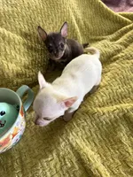 Cute Colin, a male Chihuahua for sale in Talihina, OK – 3 of 3