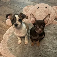 Lucheeto , a male Chihuahua for sale in Talihina, OK – 2 of 2