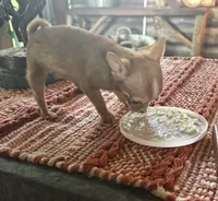 Teenie Baby, a female Chihuahua for sale in Talihina, OK – 4 of 5