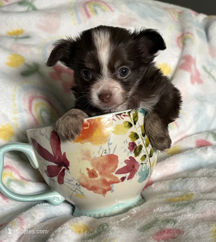 Poppie – Pomchi puppy for sale in Talihina, OK