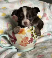 Poppie, a female Pomchi for sale in Talihina, OK – 2 of 3