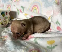 Sweet Stuff, a female Chihuahua for sale in Talihina, OK – 4 of 4
