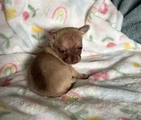 Sweet Stuff, a female Chihuahua for sale in Talihina, OK – 3 of 4