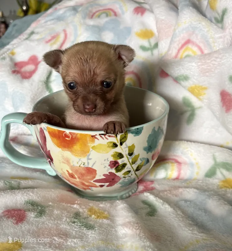 Sweet Stuff – Chihuahua puppy for sale in Talihina, OK