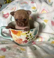 Sweet Stuff, a female Chihuahua for sale in Talihina, OK – 1 of 4