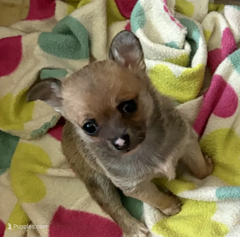 Sweet Dolly – Chihuahua puppy for sale in Talihina, OK