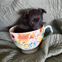 Sweet Ebonie, a female Pomchi for sale in Shawnee, OK – Photo 1 of 3